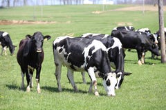 Ohio dairy cows